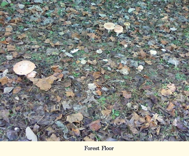 Forest Floor